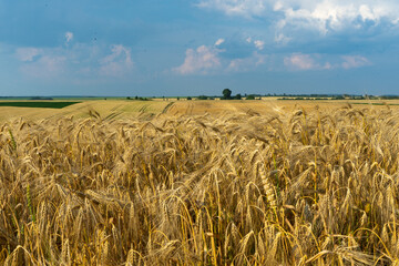 golden wheat field