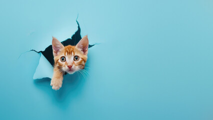A playful ginger cat with a curious look peeks through a torn blue paper, depicting playfulness and curiosity