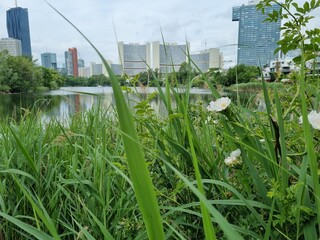 Wien, Österreich, an der alten Donau