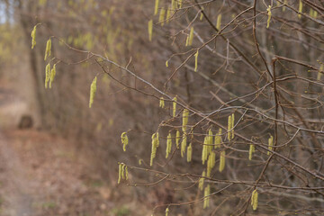 Spring flower of Jiva tree. There is a cat cat on the branch.