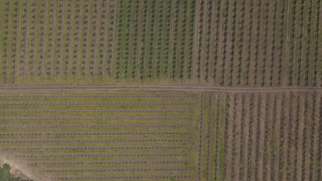 Aerial view of a lush green orchard filled with apple trees, captured by a drone. The vibrant green field is dotted with rows of evenly spaced trees, each heavy with ripening apples. 