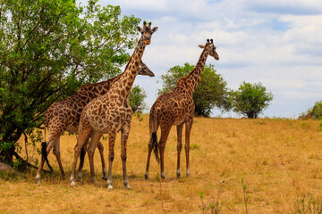 Naklejka na ściany i meble Giraffes in savanna in Serengeti national park in Tanzania. Wild nature of Tanzania, East Africa