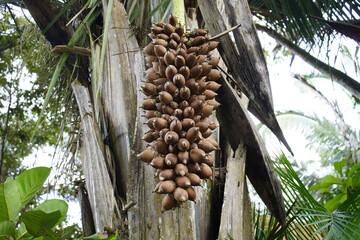 Fruits of Attalea speciosa (babassu, babassu palm, babaçu, cusi) Arecaceae family. Sitio do Bosco...