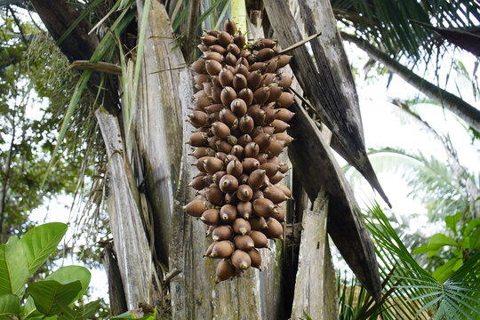 Fruits of Attalea speciosa (babassu, babassu palm, baba&ccedil;u, cusi) Arecaceae family. Sitio do Bosco Tiangua, Cear&aacute;, Brazil.