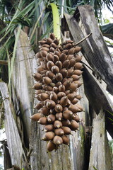 Fruits of Attalea speciosa (babassu, babassu palm, babaçu, cusi) Arecaceae family. Sitio do Bosco Tiangua, Ceará, Brazil.