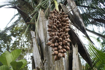 Fruits of Attalea speciosa (babassu, babassu palm, babaçu, cusi) Arecaceae family. Sitio do Bosco Tiangua, Ceará, Brazil.