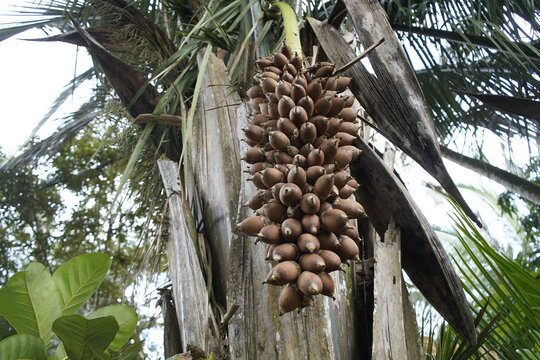 Fruits of Attalea speciosa (babassu, babassu palm, baba&ccedil;u, cusi) Arecaceae family. Sitio do Bosco Tiangua, Cear&aacute;, Brazil.