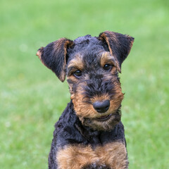 Airedale Terrier puppy, 10 weeks old, black saddle with tan markings, head portrait of a friendly looking dog, Germany  