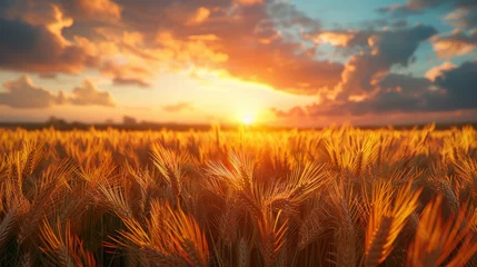 Papier Peint photo Lavable Orange Rural landscape of sunrise over the fields of grain on the first day of summer.