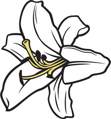 White Lily Flower Vector Illustration