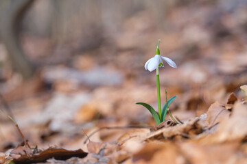 Galanthus nivalis, first spring flowers close-up in the Carpathian forest