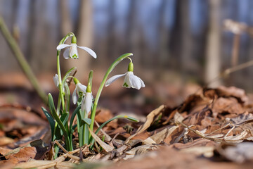 Galanthus nivalis, first spring flowers close-up in the Carpathian forest