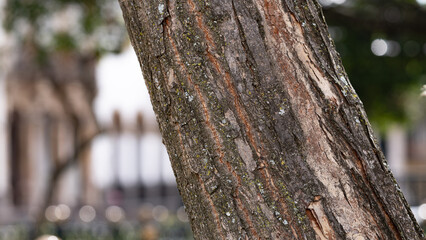 Mossy and cracked texture of pinewood tree in a forest - close up selective focus