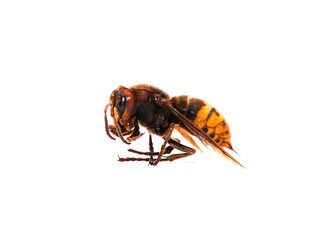 Un frelon mort posé de profil sur fond blanc en plan rapproché  © Romain P19