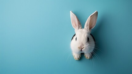 bunny peaking from a hole in a blue background