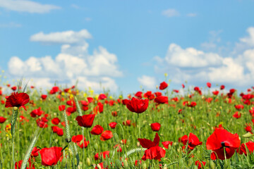 Poppies flower meadow and blue sky with clouds spring season