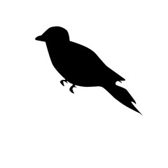 Bird Silhouette