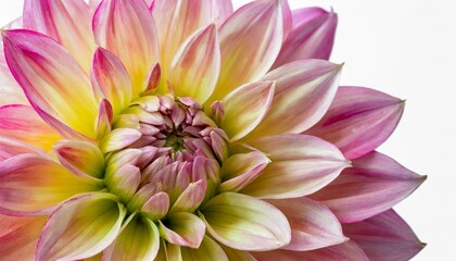 bright beautiful pink yellow dahlia flower close up on white isolated background
