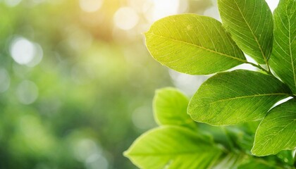 closeup of nature view green leaf on blurred greenery background under sunlight with bokeh and copy space using as background natural plants landscape ecology wallpaper concept