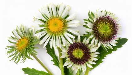 erigeron flowers isolated on white background top view flat lay
