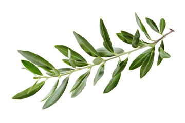 Fototapeta premium Fresh olive branch with vibrant leaves, cut out - stock png.