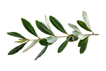 Fresh olive branch with vibrant leaves, cut out - stock png.