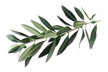 Fresh olive branch with vibrant leaves, cut out - stock png.