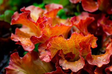 Lollo Rosso lettuce isolated on white background. Fresh green salad leaves from garden - obrazy, fototapety, plakaty