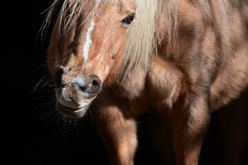 Pferdemimik. Portrait eines schönen Pferdes mit komischer Mimik