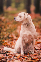 White a Labrador-type mongrel in a forrest, adventure hiking with dogs. 