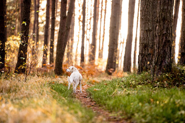 White a Labrador-type mongrel in a forrest, adventure hiking with dogs. 