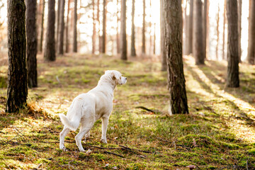 White a Labrador-type mongrel in a forrest, adventure hiking with dogs. 