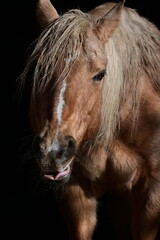Pferdemimik. Portrait eines schönen Pferdes mit komischer Mimik