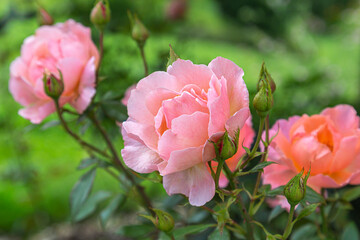 Rose bush with pink roses on a blurred green background.
