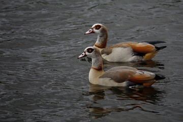 A couple of geese in a pond, Richmond park, London