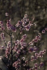 Almond blossom