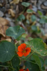 Pansee flower close up