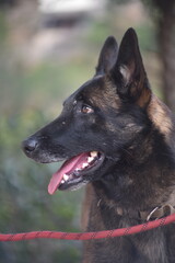 A malinois