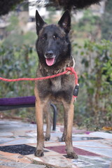 A malinois