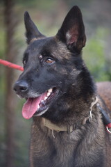 A malinois