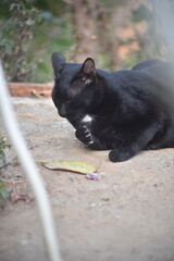 A close up black cat laying on the ground