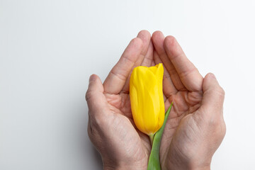 Hands Holding a Vibrant Yellow Tulip Against a White Background