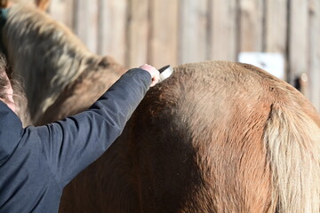Putztag. Mädchen putzt schmutziges Pferd in der Wintersonne