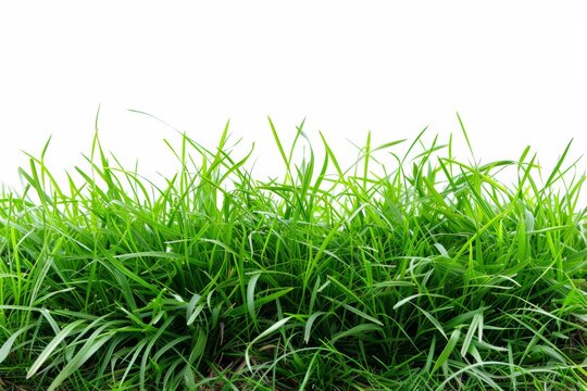 Isolated green grass on a white background © Werckmeister