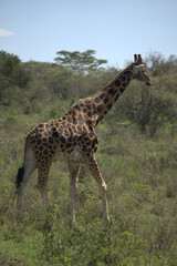Girafa, África, Kénya, Amboselli
