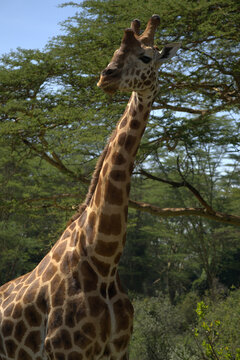 Girafa, África, Kénya, Amboselli