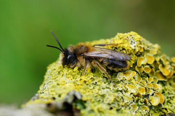 Colorful closeup on a male Large Sallow mining bee , Andrena apicata sitting on a lichen covered tree trunk