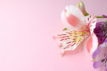 Beautiful pink and purple  alstroemeria flowers in green leaves on a pink background. Peruvian...