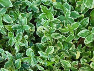 Spring background of periwinkle flower leaves small green with white alba variegata.