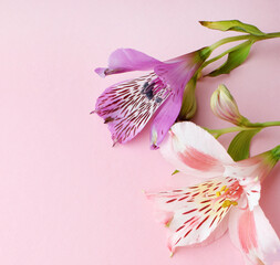 Beautiful pink and purple  alstroemeria flowers in green leaves on a pink background. Peruvian Lily. Copy space.